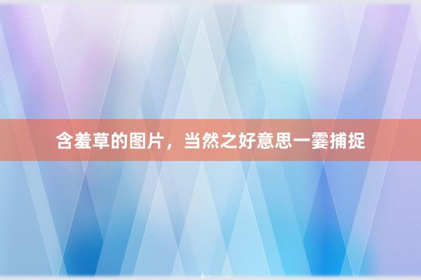 含羞草的图片，当然之好意思一霎捕捉